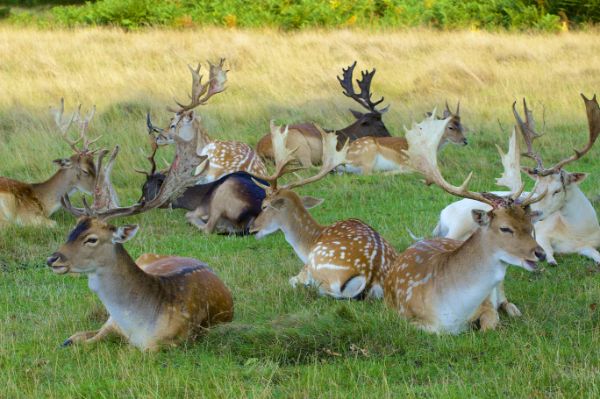 Kingston upon Thames